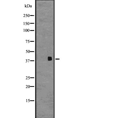 OGR1/GPR68 Antibody - Western blot analysis of GPR68 expression in  Human fetal brain lysates .