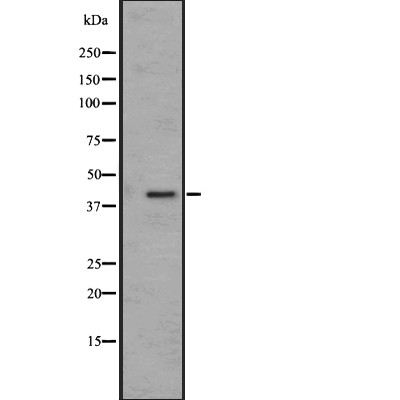 EDG8 Antibody - Western blot analysis of EDG8 expression in HEK293 cells .