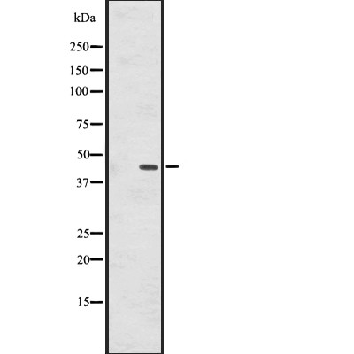 GPR137B Antibody - Western blot analysis of GPR137B expression in  HepG2 cell lysates .