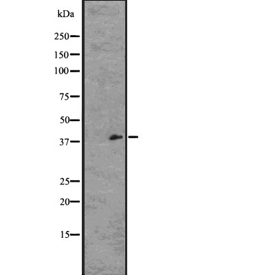 GPR21 Antibody - Western blot analysis of GPR21 expression in  HT1080 whole cell lysates .