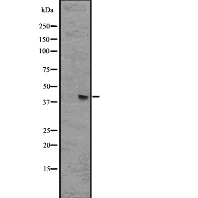GPR44 Antibody - Western blot analysis of GPR44 expression in HEK293 cells .