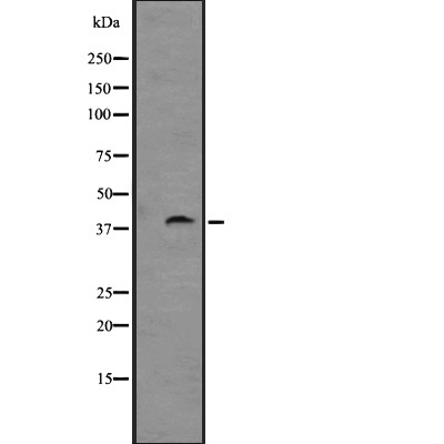 GPR88 Antibody - Western blot analysis of GPR88 expression in  Rat brain lysates .