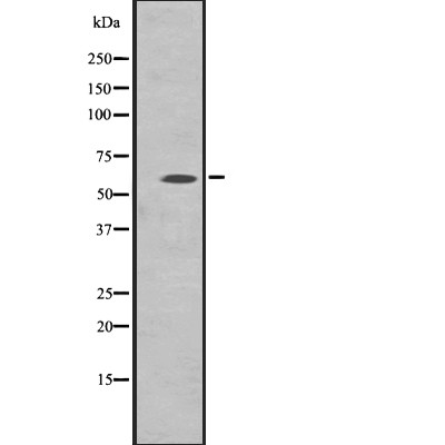 GPR97 Antibody - Western blot analysis of GPR97 expression in  HL60 cell lysates .