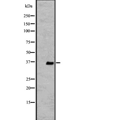 OR2V2 Antibody - Western blot analysis of extracts from K562 , using OR2V2 antibody.