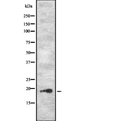 PJCG2 Antibody - HL-60 cell lysate.