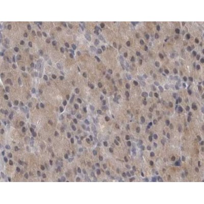 IL11 Antibody - AF5211 at 1/100 staining human pancreas tissue by IHC-P.