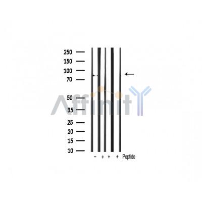 STAT3 Antibody - Western blot analysis of STAT3 expression in Mouse liver lysates .