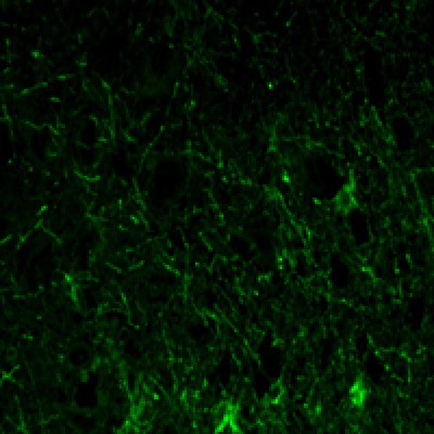 GFAP Antibody - Immunofluorescence analysis of paraffin-embedded lobe of brain tissues using GFAP mouse mAb (green).