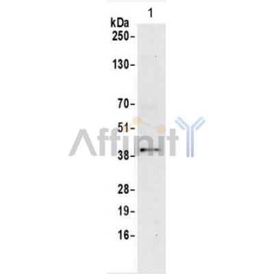 CD147 Antibody - Western blot analysis of CD147 expression in HUVEC cells.