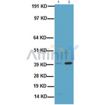 Hsp40 Antibody - Western blot analysis of HSP40 expression in COLO205 and Hela cell extract.