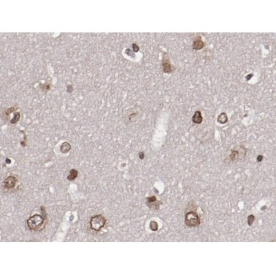 Phospho-AKT1/2/3 (Ser473) Antibody - AF0016 at 1/100 staining human brain tissue by IHC-P.