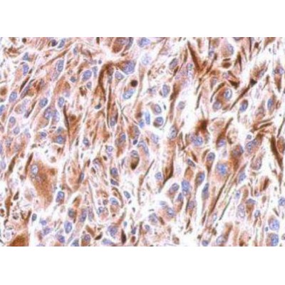 IL1 beta Antibody - AF5103 at 1/100 staining rat endometrial tissue by IHC-P.