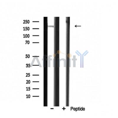 CUTL1 Antibody - Western blot analysis of CUTL1 expression in rat heart.