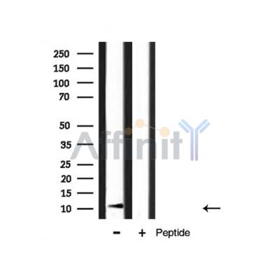 S100A4 Antibody - Western blot analysis of S100 A4 expression in mouse muscle tissue lysate.