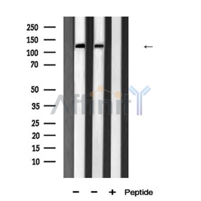 JMY Antibody - Western blot analysis of JMY using Jurkat whole cell lysates.