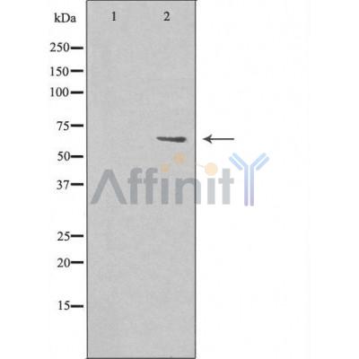 MARCKS Antibody - Western blot analysis of MARCKS expression in 293 cells.