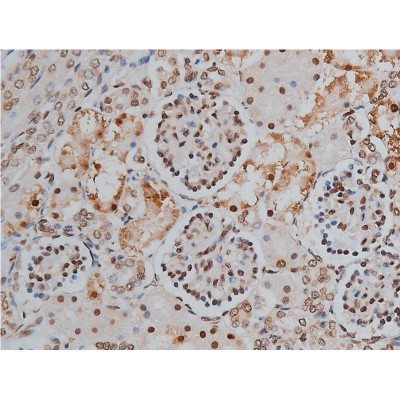 Phospho-MYPT1 (Thr853) Antibody - AF5445 at 1/200 staining human kidney tissue sections by IHC-P.