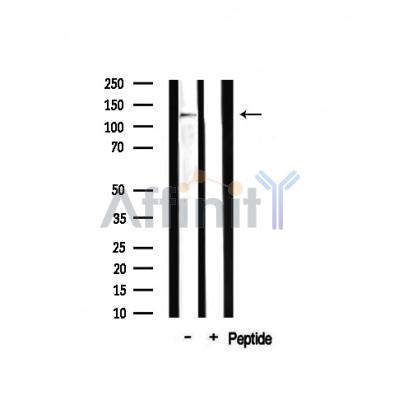 MAST2 Antibody - Western blot analysis on mouse muscle lysates using MAST2 Antibody.