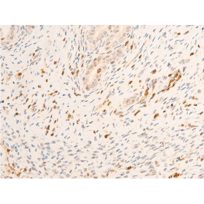 Phospho-JAK1 (Tyr1022)[Tyr1034] Antibody - AF2012 at 1/100 staining rat uterine tissue sections by IHC-P.