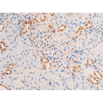 Phospho-Chk1 (Ser280) Antibody - AF2014 at 1/100 staining rat kidney tissue sections by IHC-P.