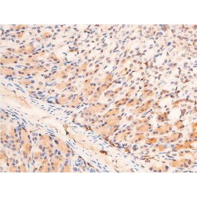 Phospho-Chk1 (Ser280) Antibody - AF2014 at 1/100 staining mouse gastric tissue sections by IHC-P.