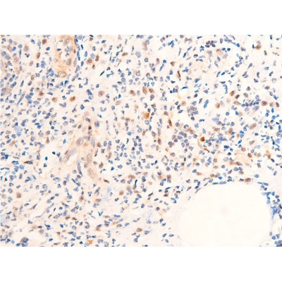 Phospho-Chk1 (Ser280) Antibody - AF2014 at 1/100 staining rat appendiceal tissue sections by IHC-P.