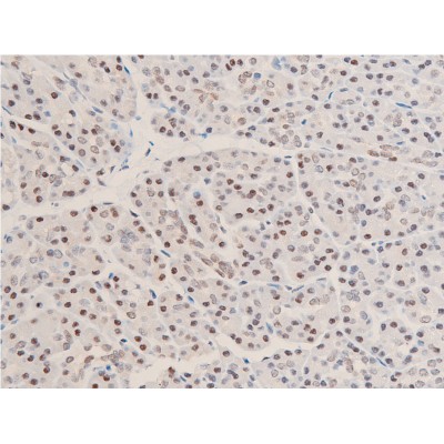 Phospho-Chk1 (Ser280) Antibody - AF2014 at 1/100 staining human duodenum tissue sections by IHC-P.