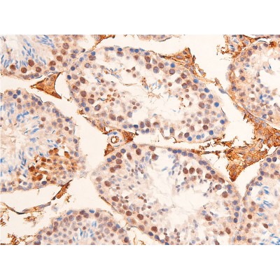 Phospho-Chk1 (Ser280) Antibody - AF2014 at 1/100 staining mouse testicular tissue sections by IHC-P.
