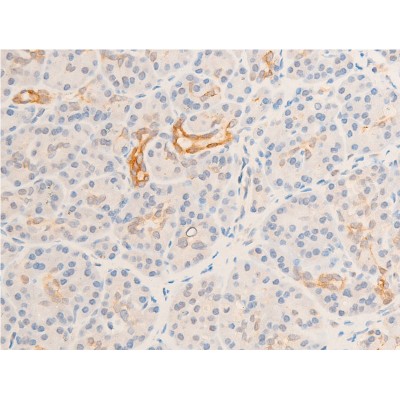 Phospho-GSK3 beta (Ser9) Antibody - AF2016 at 1/100 staining human pancreatic tissue sections by IHC-P.