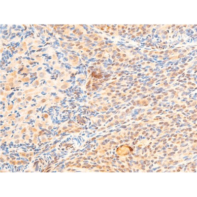 Phospho-GSK3 beta (Ser9) Antibody - AF2016 at 1/100 staining rat ovarian tissue sections by IHC-P.