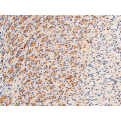 Phospho-GSK3 beta (Ser9) Antibody - AF2016 at 1/100 staining rat gastric tissue sections by IHC-P.