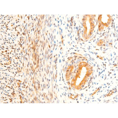Phospho-GSK3 beta (Ser9) Antibody - AF2016 at 1/100 staining rat uterine tissue sections by IHC-P.