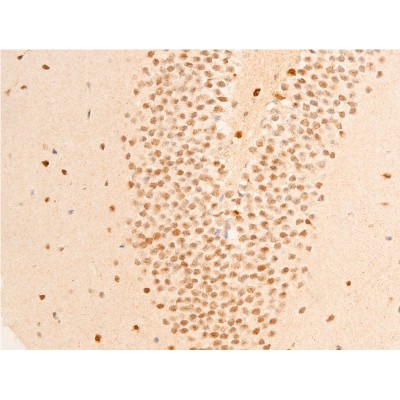 Phospho-GSK3 beta (Ser9) Antibody - AF2016 at 1/100 staining mouse brain tissue sections by IHC-P.