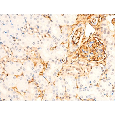 Phospho-GSK3 beta (Ser9) Antibody - AF2016 at 1/100 staining mouse kidney tissue sections by IHC-P.