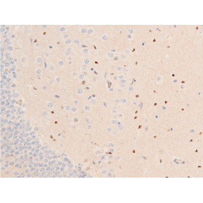Phospho-Chk1 (Ser317) Antibody - AF3007 at 1/100 staining mouse brain tissue sections by IHC-P.