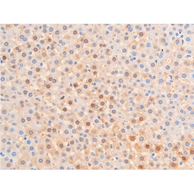 Phospho-Chk1 (Ser317) Antibody - AF3007 at 1/100 staining rat liver tissue sections by IHC-P.