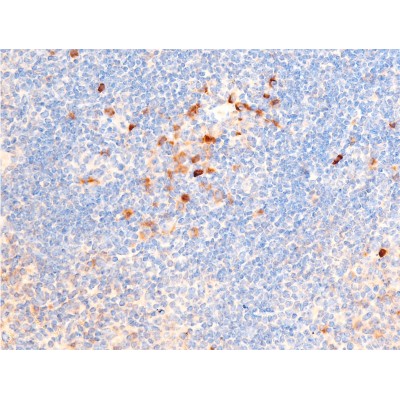 Phospho-Chk1 (Ser317) Antibody - AF3007 at 1/100 staining mouse spleen tissue sections by IHC-P.