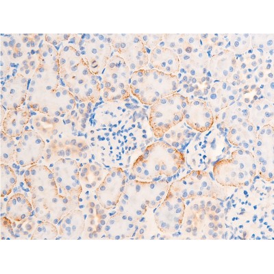 Phospho-Chk1 (Ser317) Antibody - AF3007 at 1/100 staining rat kidney tissue sections by IHC-P.