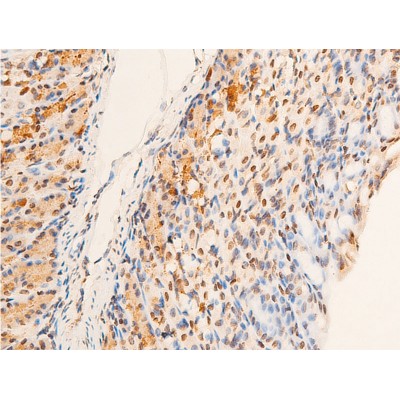 Phospho-Chk2 (Thr383) Antibody - AF3034 at 1/100 staining mouse gastric tissue sections by IHC-P.