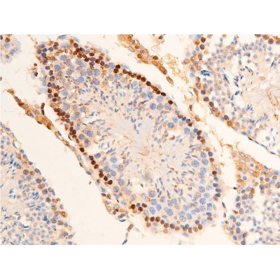 Phospho-Chk2 (Thr383) Antibody - AF3034 at 1/100 staining mouse testicular tissue sections by IHC-P.