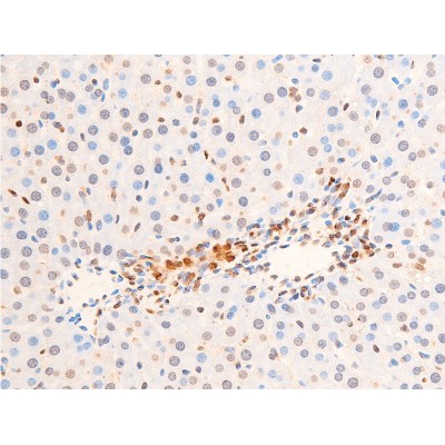Phospho-Chk2 (Thr383) Antibody - AF3034 at 1/100 staining rat liver tissue sections by IHC-P.
