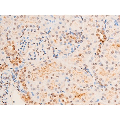 Phospho-Chk2 (Thr383) Antibody - AF3034 at 1/100 staining rat kidney tissue sections by IHC-P.