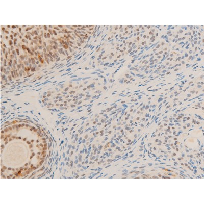 Phospho-c-Myc (Ser62) Antibody - AF3054 at 1/100 staining rat ovarian tissue sections by IHC-P.
