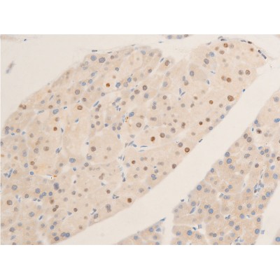 Phospho-c-Myc (Ser62) Antibody - AF3054 at 1/100 staining mouse pancreas tissue sections by IHC-P.