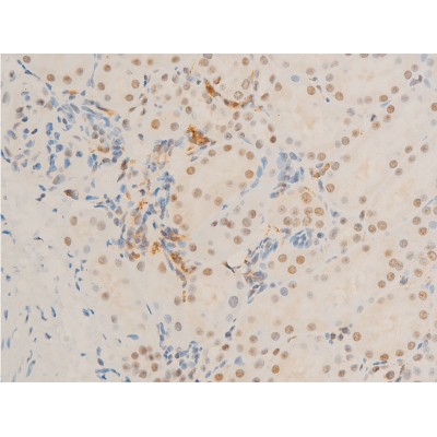 Phospho-c-Myc (Ser62) Antibody - AF3054 at 1/100 staining rat kidney tissue sections by IHC-P.