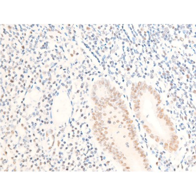 Phospho-c-Myc (Ser62) Antibody - AF3054 at 1/100 staining human appendiceal tissue sections by IHC-P.