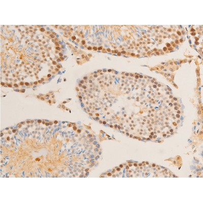 Phospho-c-Myc (Ser62) Antibody - AF3054 at 1/100 staining mouse testis tissue sections by IHC-P.