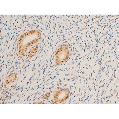 Phospho-c-Myc (Ser62) Antibody - AF3054 at 1/100 staining rat uterine tissue sections by IHC-P.