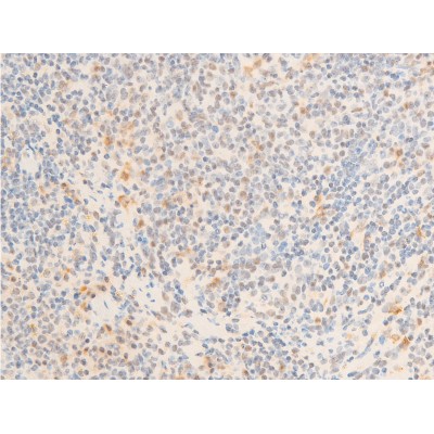 Phospho-c-Myc (Ser62) Antibody - AF3054 at 1/100 staining mouse spleen tissue sections by IHC-P.
