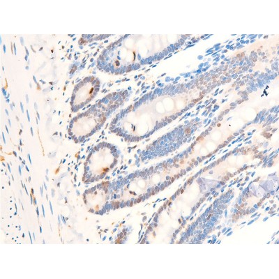 Phospho-c-Myc (Thr58) Antibody - AF3055 at 1/100 staining rat intestinal tissue sections by IHC-P.